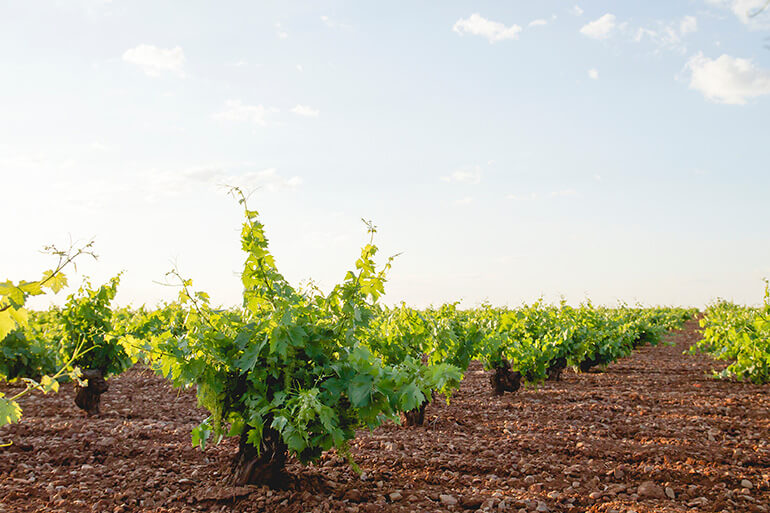 Las 10 denominaciones de origen de Castilla-La Mancha