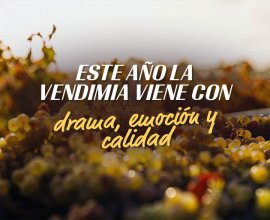 Vendimia 2025: menos cantidad, más calidad