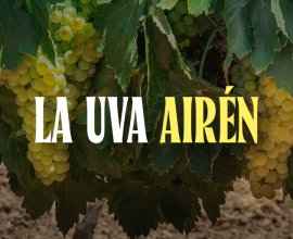 Descubre toda la información sobre la uva airén, reina de Castilla-La Mancha